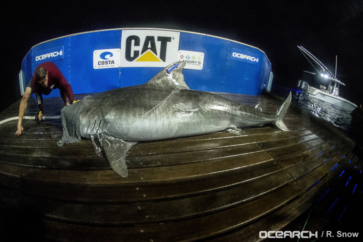 MV OCEARCH_130820_OCEARCH_2817_rt