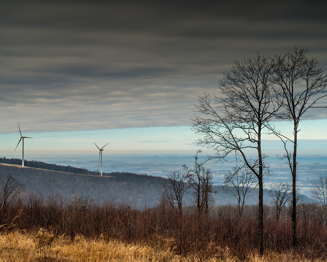 IR-South-Chestnut_5751