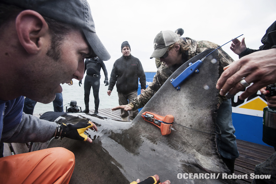 web_02182015_OCEARCH_Australia_Cairns_2256-2