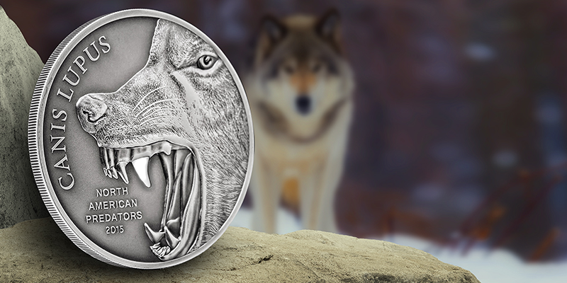 709x300-Gray-wolf-PR-image