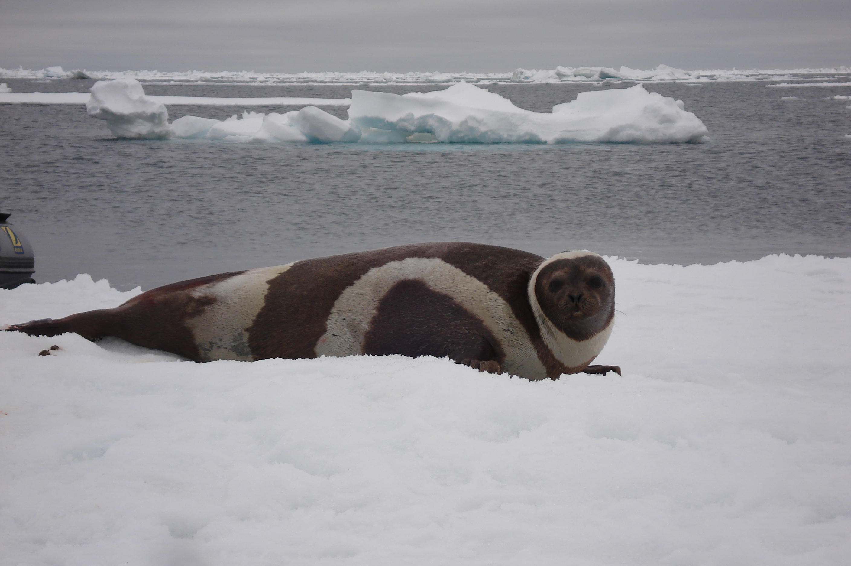 ribbon seal