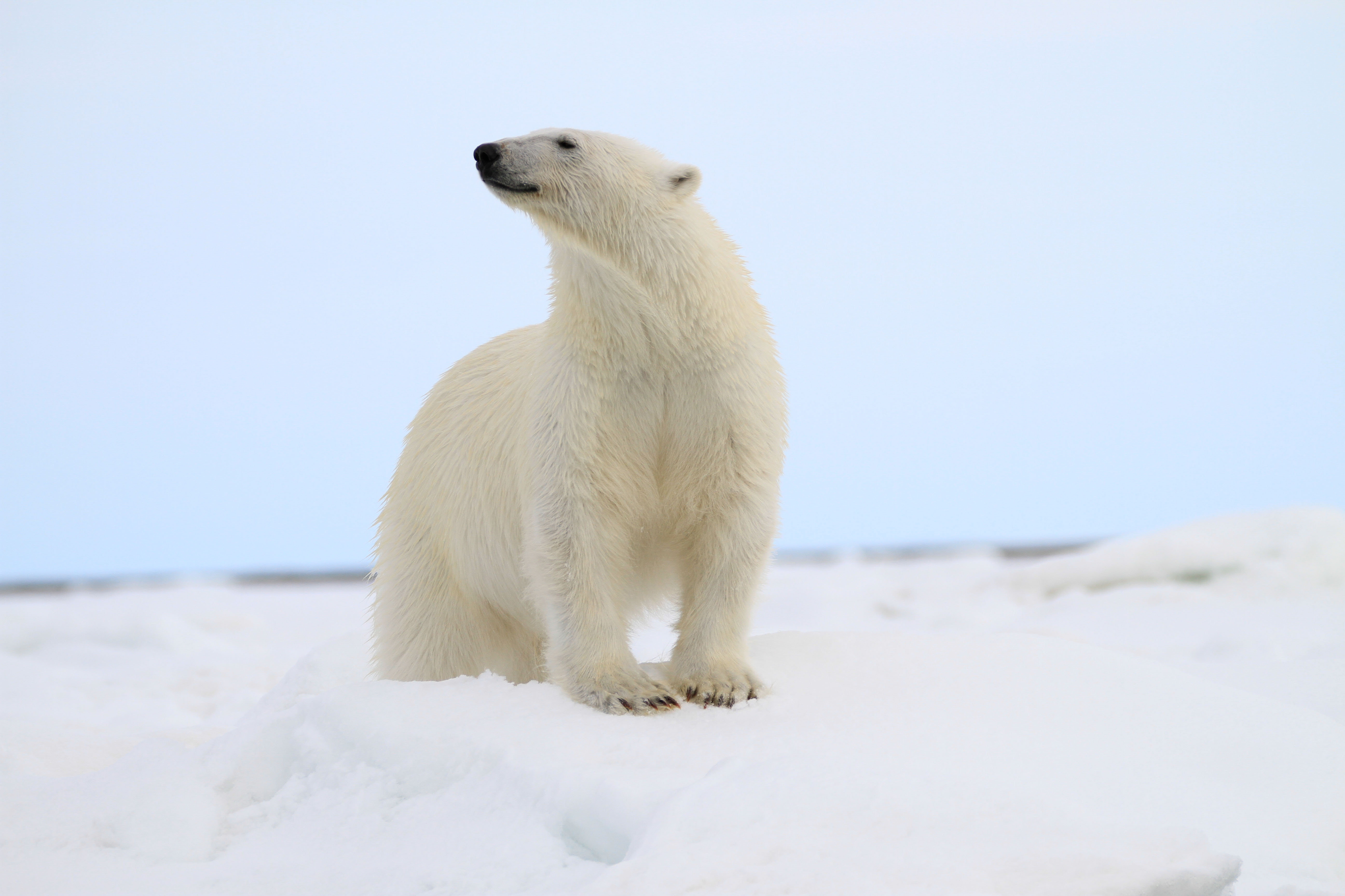 polarbear