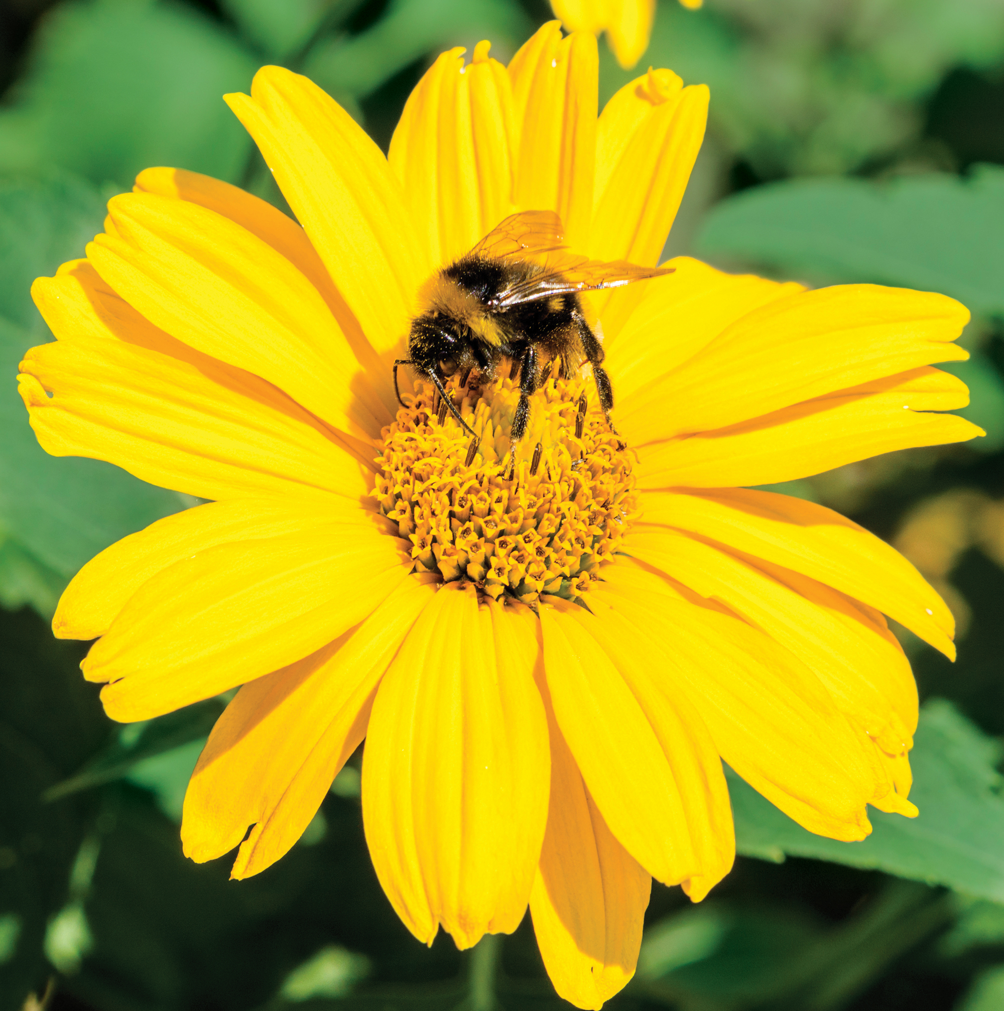 Abeille et fleur jaune