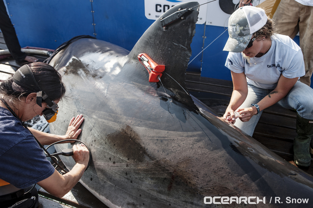 130820_OCEARCH_3876 (1)