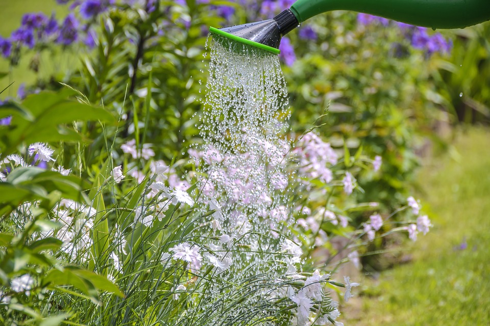 watering-pixaby