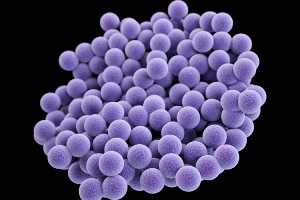 Medical Illustration MRSA_CDC image