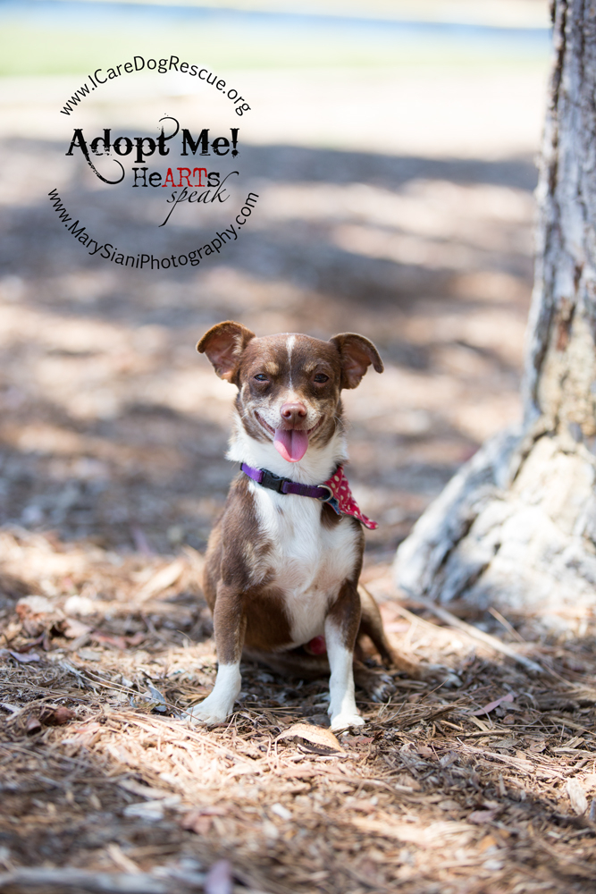 H4TH 2015 - Brewster 10 Millionth Adoption glamor shot