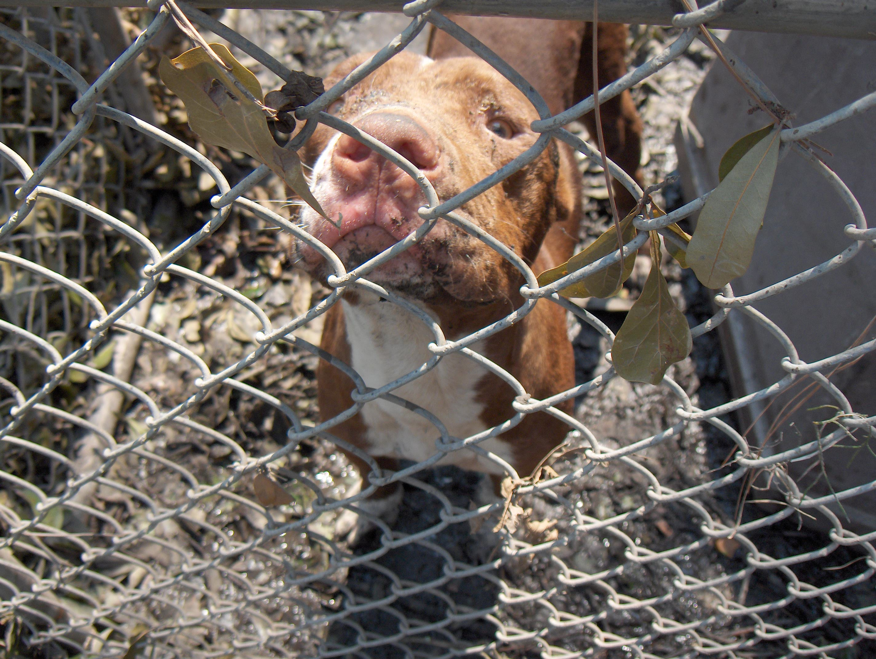 Abandoned Dog in Slidell, LA Greets Noah's Wish Rescue Volunteers