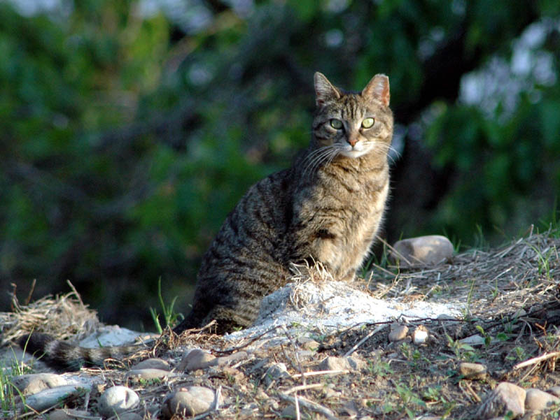 Feral cat with eartip identification