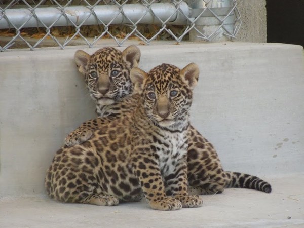 The Living Desert Jaguar Cubs